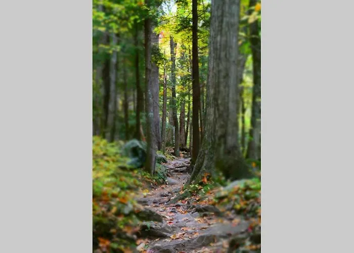 Downtown Gatlinburg Gem 102 - Walk To The Shops & Trails