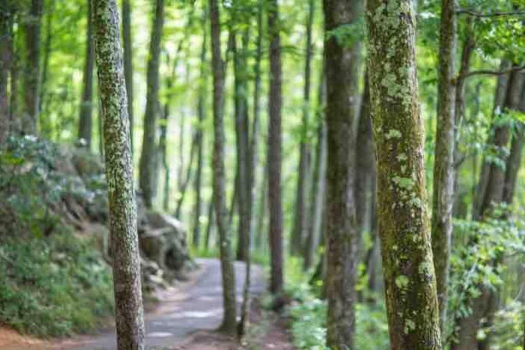 Apartment Downtown Gem 102 - Walk To The Shops & Trails *